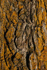 the bark wood texture is yellow from mold and mildew