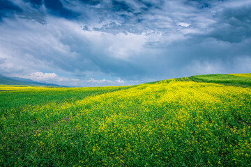 Obraz premium 中国青海海北门源油菜花