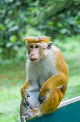 Ceylon monkeys, looking surprised look