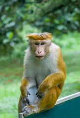 Ceylon monkeys