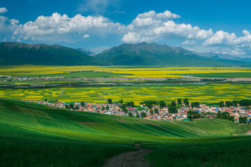 中国青海海北门源油菜花