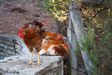 Rooster staying on a stone fence, hens, forest background. Close-up