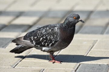 pigeon walks along the embankment