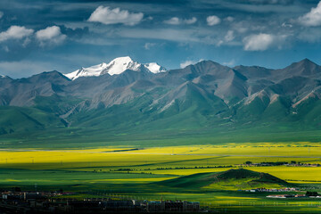 中国青海海北门源油菜花
