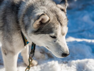 Dog husky in harness, waiting for the race at the festival