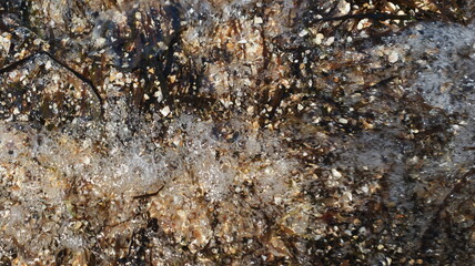 Sea beach - waves, stones and shells, sand and seaweed.