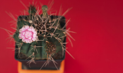 Flowering cactus in black plastic pot on red background.