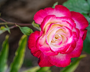 colorful purple and creamy white rose flower closeup in the garden, top view