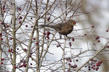 Feldschwirl od. Schlagschwirl mit roter Beere