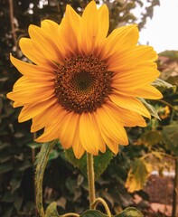sunflower in the garden