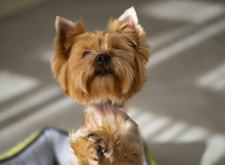 Dog executes a command. Smart dog