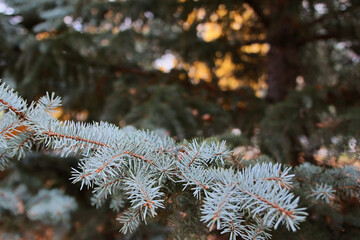 Branches of spruce
