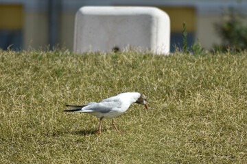 seagull walks along the embankment
