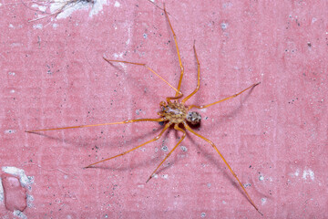 Scytodes univitatta spider walking on a red floor under the sun