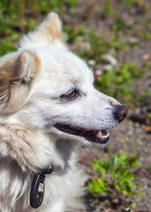 Obraz premium Dog summer on the background of green grass closeup
