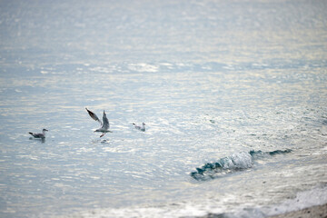 three seagulls in the shining autumn sea