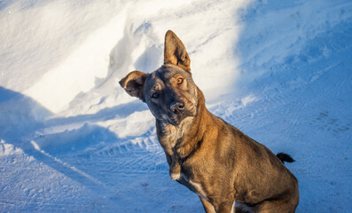The dog in the winter on snow background