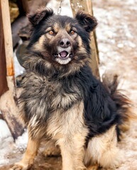 A watchdog on a chain closeup