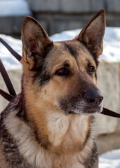 Dog breed 