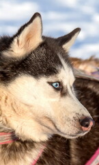 Husky dog sledding in winter