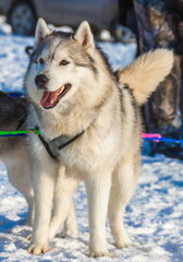 Husky dog sledding in winter