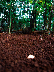 footpath in the forest