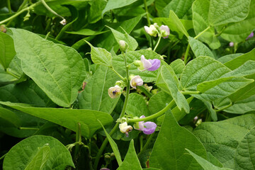 fresh green bean cultivation, flower of bean plant and bean fruits