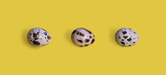 Variegated quail eggs isolated on yellow background
