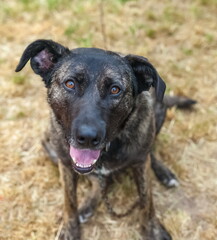 Mongrel dog in a collar on a chain close up on the background of grass in summer