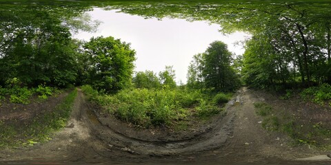 Deep Summer Forest Spherical HDRI Panorama