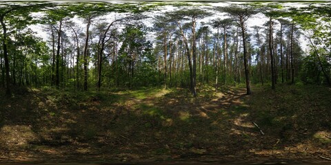 Deep Summer Forest Spherical HDRI Panorama