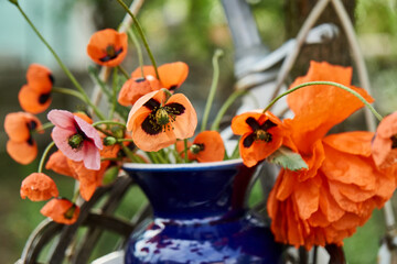 tender bouquet of red beautiful poppies in vase on garden background
