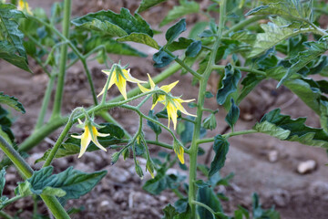 natural tomato flower, yellow tomato flowers in a garden,
