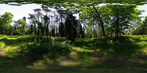 Deep Summer Forest Spherical HDRI Panorama
