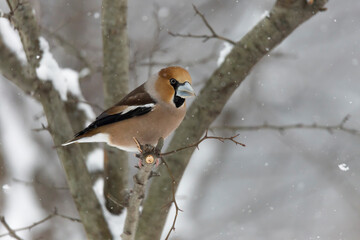 The hawfinch and the snow (Coccothraustes coccothraustes) 