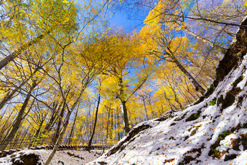 View on yellow autumn trees with blue sky