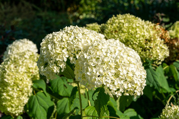 Hydrangea arborescens 'Annabelle' a summer flower small white shrub plant commonly known as smooth hydrangea stock photo image