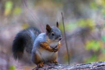 Naklejka na ściany i meble squirrel in autumn forest