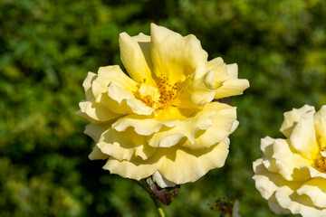 Rose 'Korlillub' (rosa) a yellow perennial spring summer autumn flower shrub plant also known as 'Lichtkonigin Lucia', stock photo image
