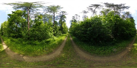 Road in The Forest HDRI Panorama