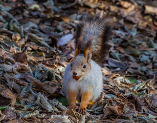 Naklejka na ściany i meble Squirrel with a nut in his mouth against the autumn foliage of trees on the ground