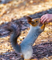 Squirrel on the background of fallen leaves in the autumn Park and the hand of man