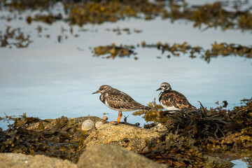 Ruddy turnstones standing on a rock near the sea