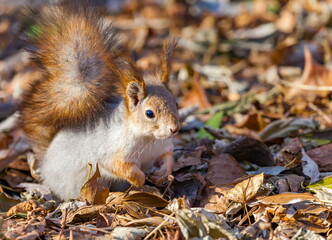 Squirrel on the background of autumn foliage of trees on the ground