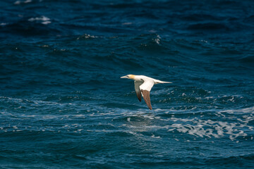 A Northern Gannet in flight on a sunny day summer