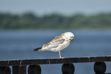 seagull on the Volga embankment