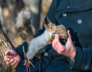 Squirrel sitting on a tree in an autumn Park and a man's hand