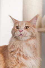 Adorable tabby maine coon cat portrait