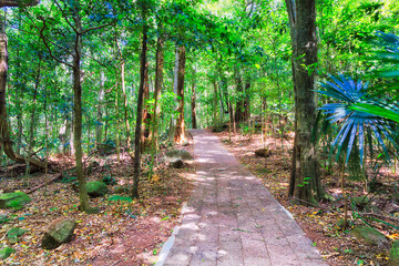 Fototapeta premium Rainfor minnam bricks path