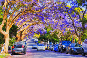 Jacaranda Kir tunnel cars